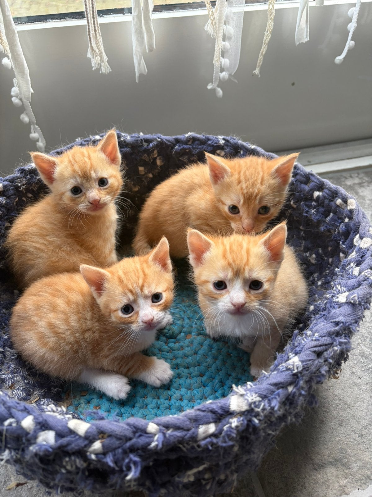 Kittens te koop, Dieren en Toebehoren, Meerdere dieren, Kortharig, 0 tot 2 jaar