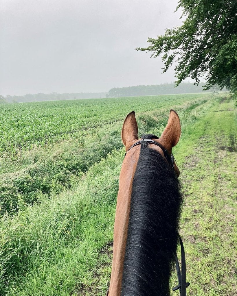 Nieuw: Pensionstalling Eemnes incl paddocks en weidegang, Dieren en Toebehoren, Weidegang, 4 paarden of pony's of meer