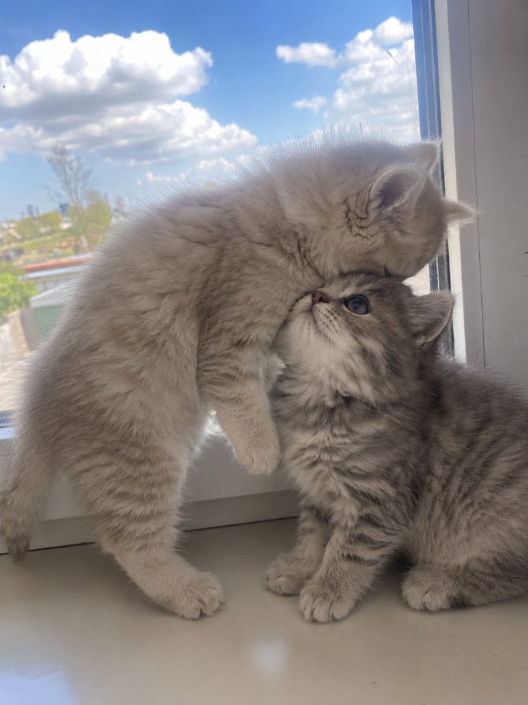Britse korthaar, Dieren en Toebehoren, Katten en Kittens | Raskatten | Korthaar, Meerdere dieren, Gechipt, 0 tot 2 jaar