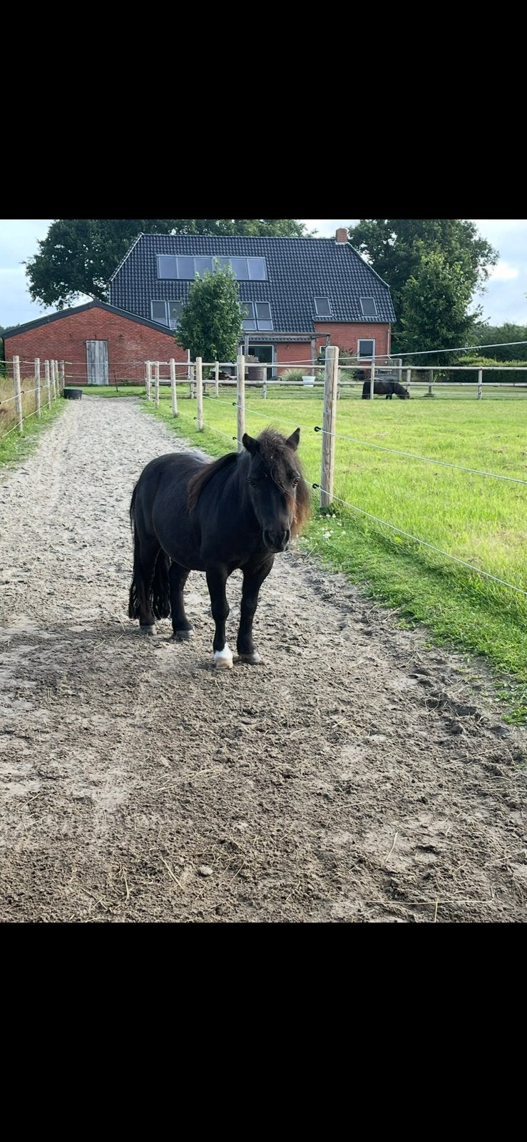 Paddock maatje aangeboden, mini shet ruin, Dieren en Toebehoren