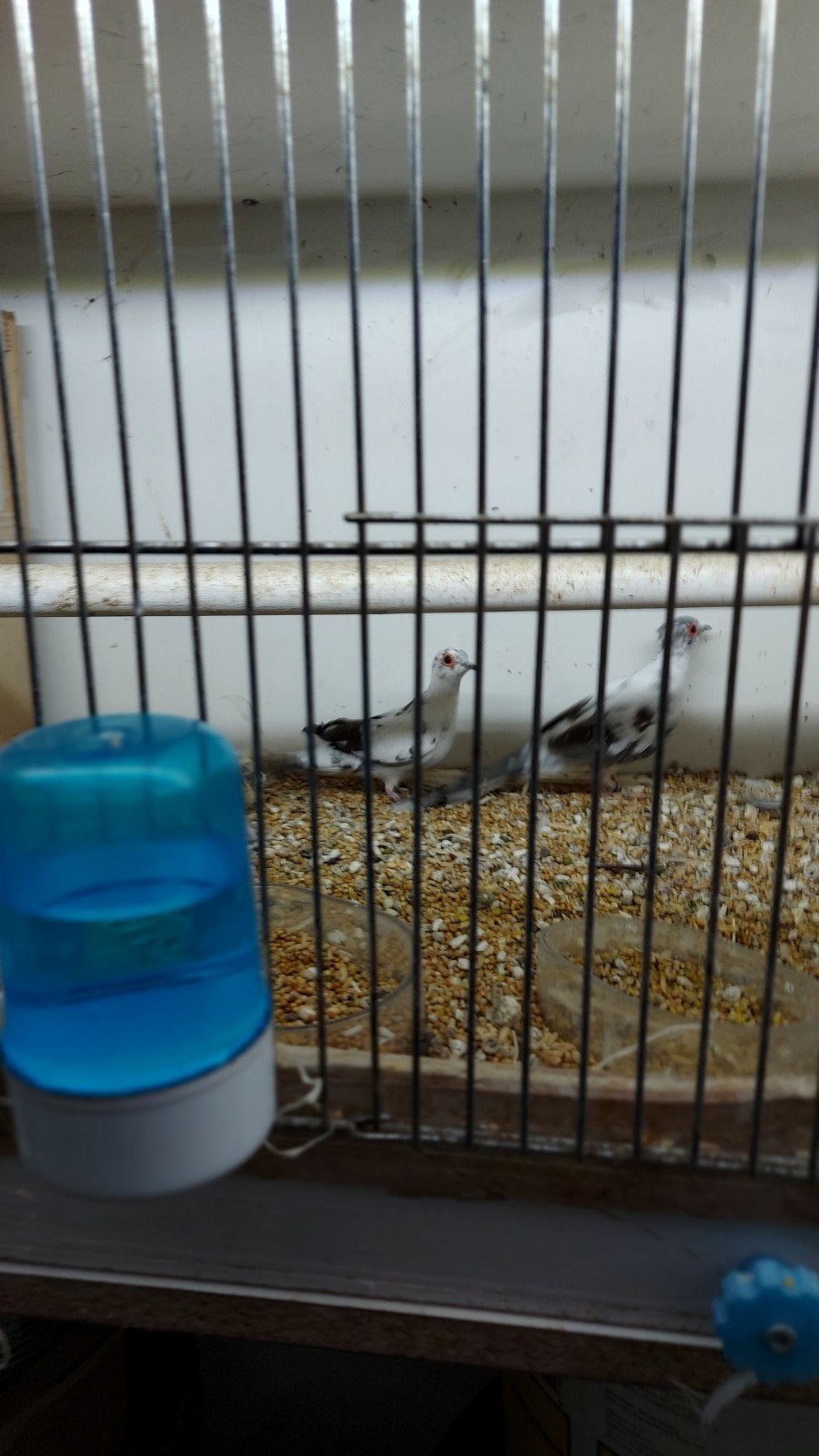 koppel diamant duifjes, Dieren en Toebehoren, Vogels | Duiven, Meerdere dieren, Overige soorten