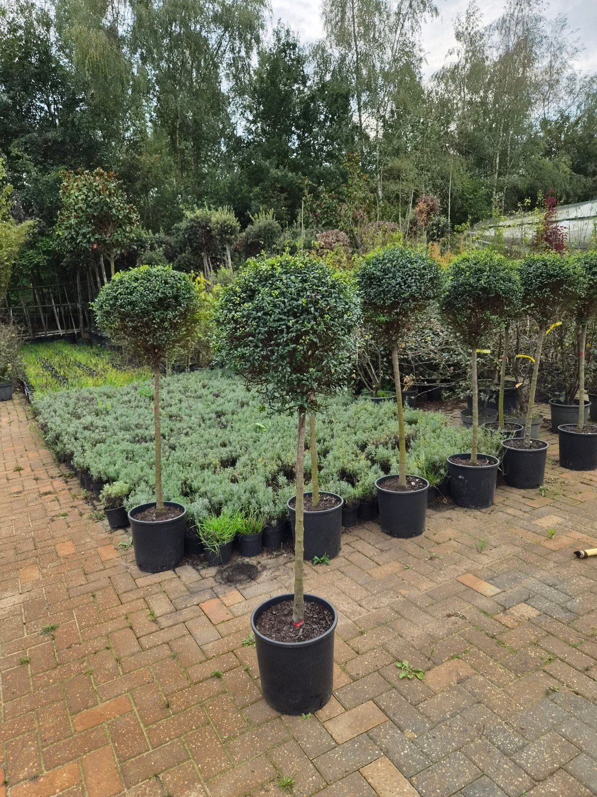 Ligustrum delavayanum - Bolvormige Liguster op stam, Ophalen