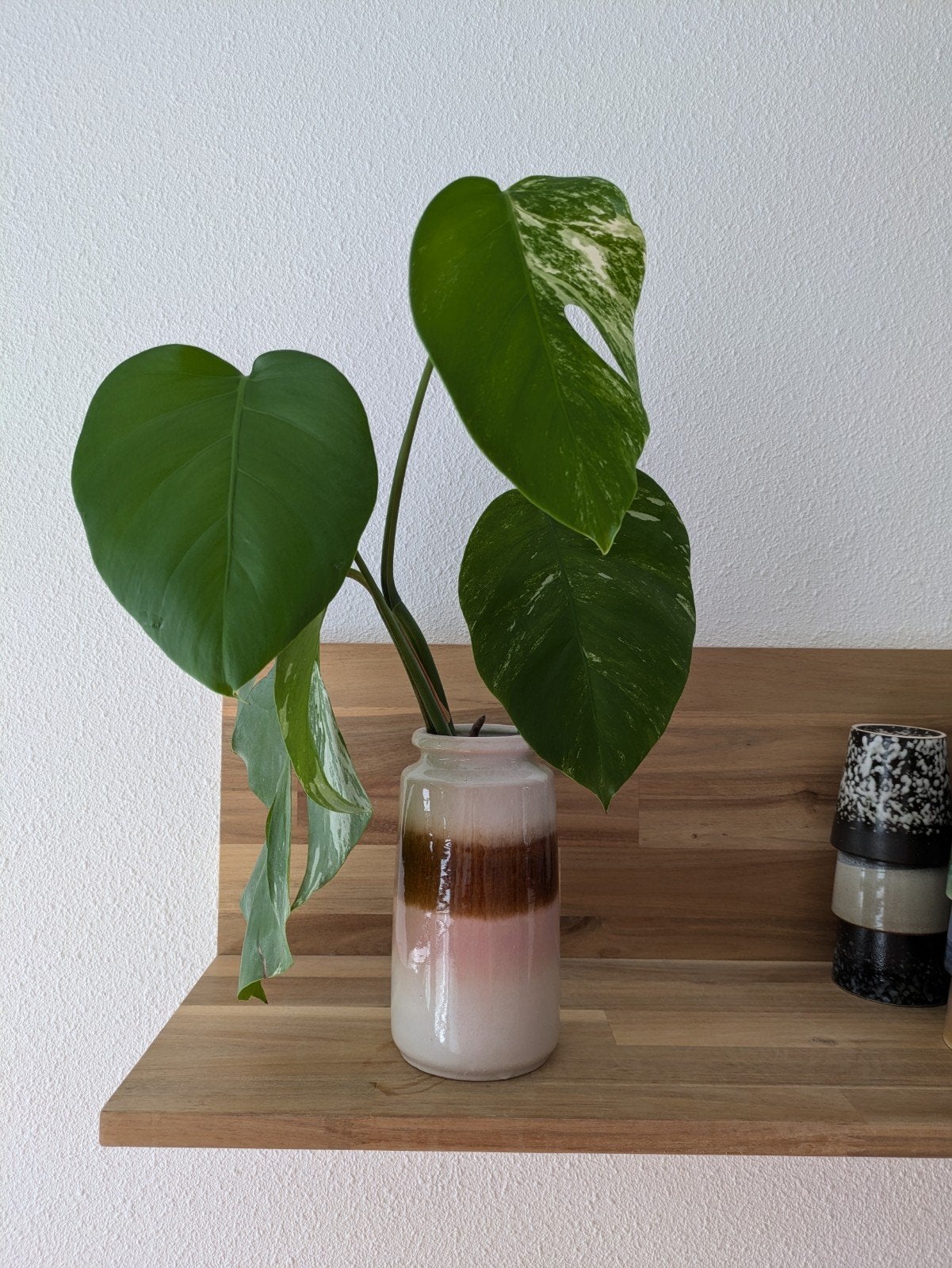 Set van twee gewortelde stekken Monstera variegata, Ophalen, Overige soorten, Halfschaduw, Minder dan 100 cm