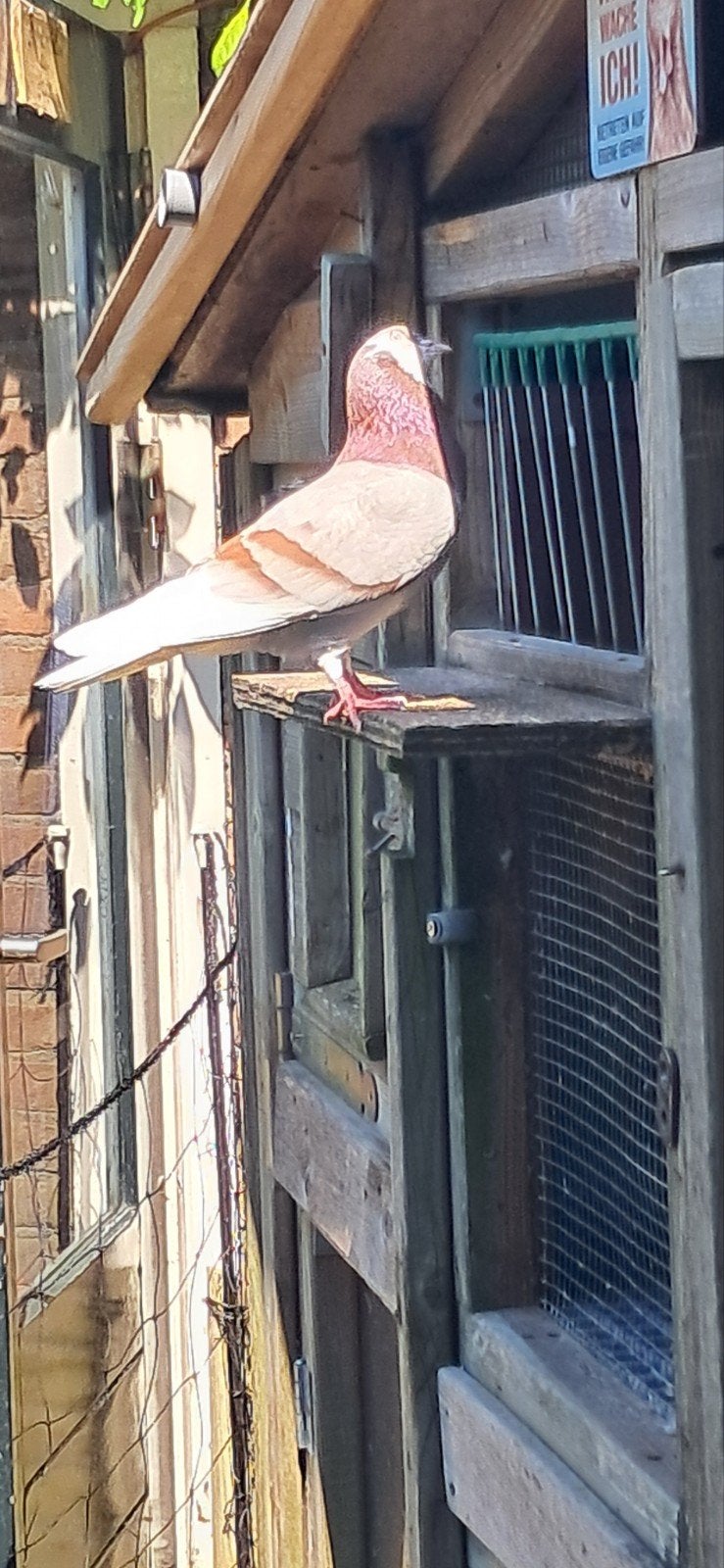 Birmingham roller, Dieren en Toebehoren, Vogels | Duiven, Mannelijk, Kropper