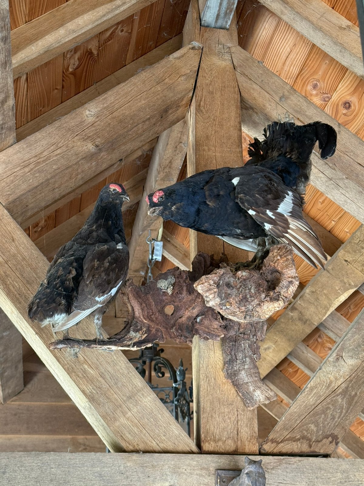 Opgezette korhoenders op boomstronk - unieke taxidermie, Ophalen