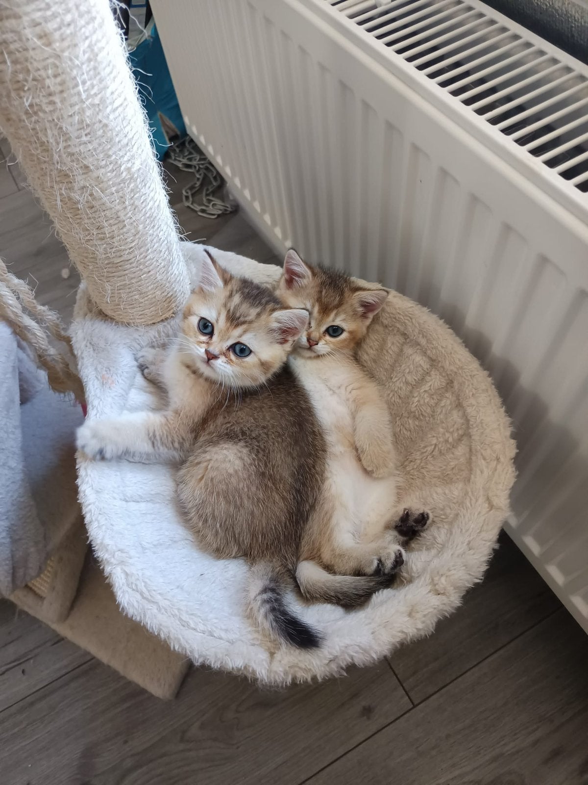 Kaat_katten, Dieren en Toebehoren, Katten en Kittens | Raskatten | Langhaar, Meerdere dieren