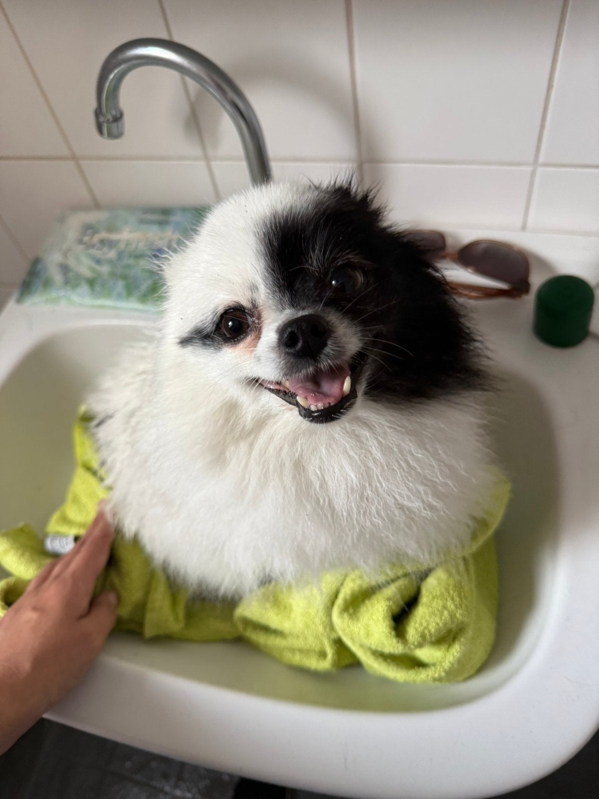 Dwergkees/pomriaan, Keeshond, Teef, Meerdere, CDV (hondenziekte)