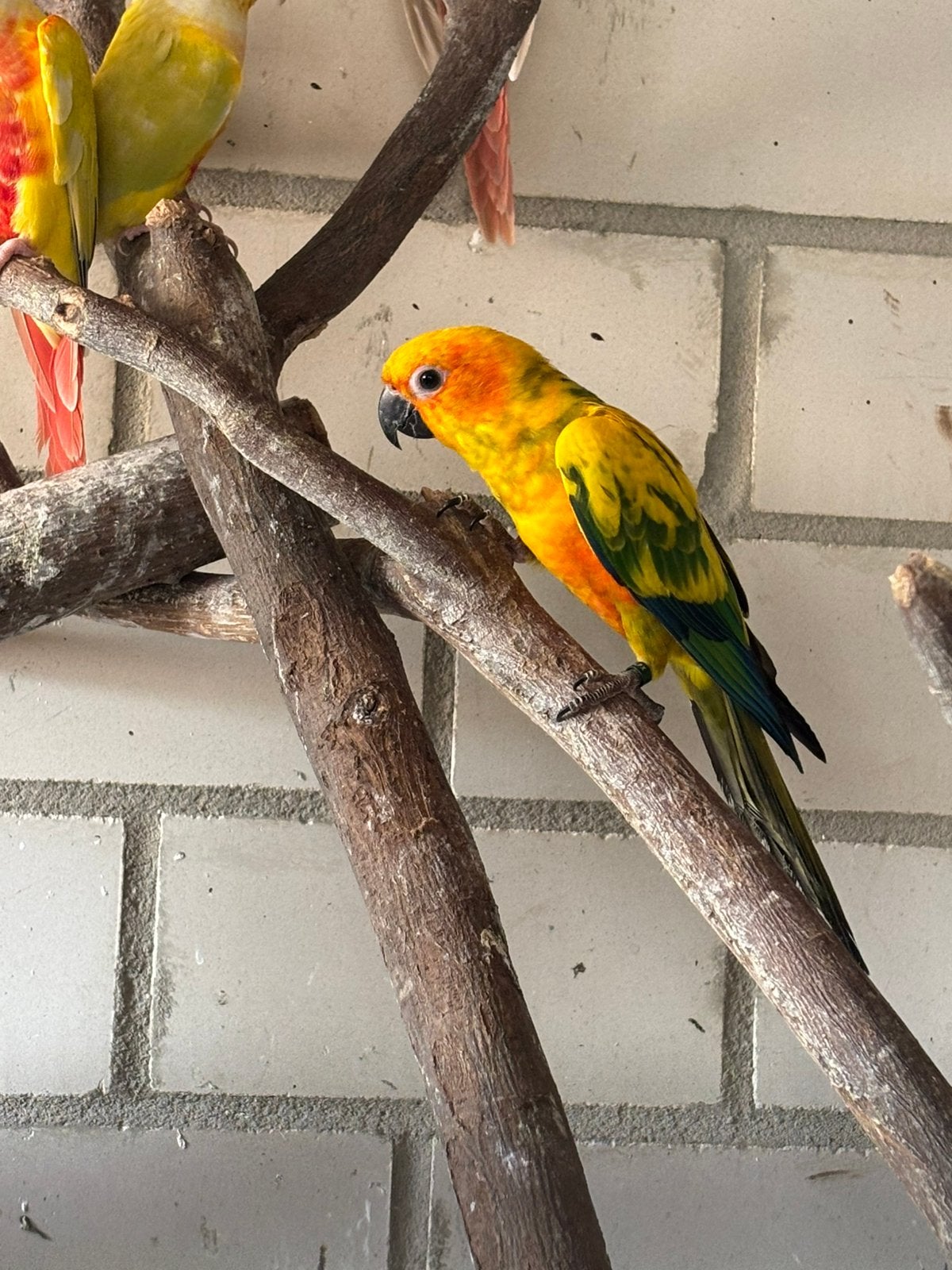 Zon parkiet man, Dieren en Toebehoren, Mannelijk, Parkiet, Tam