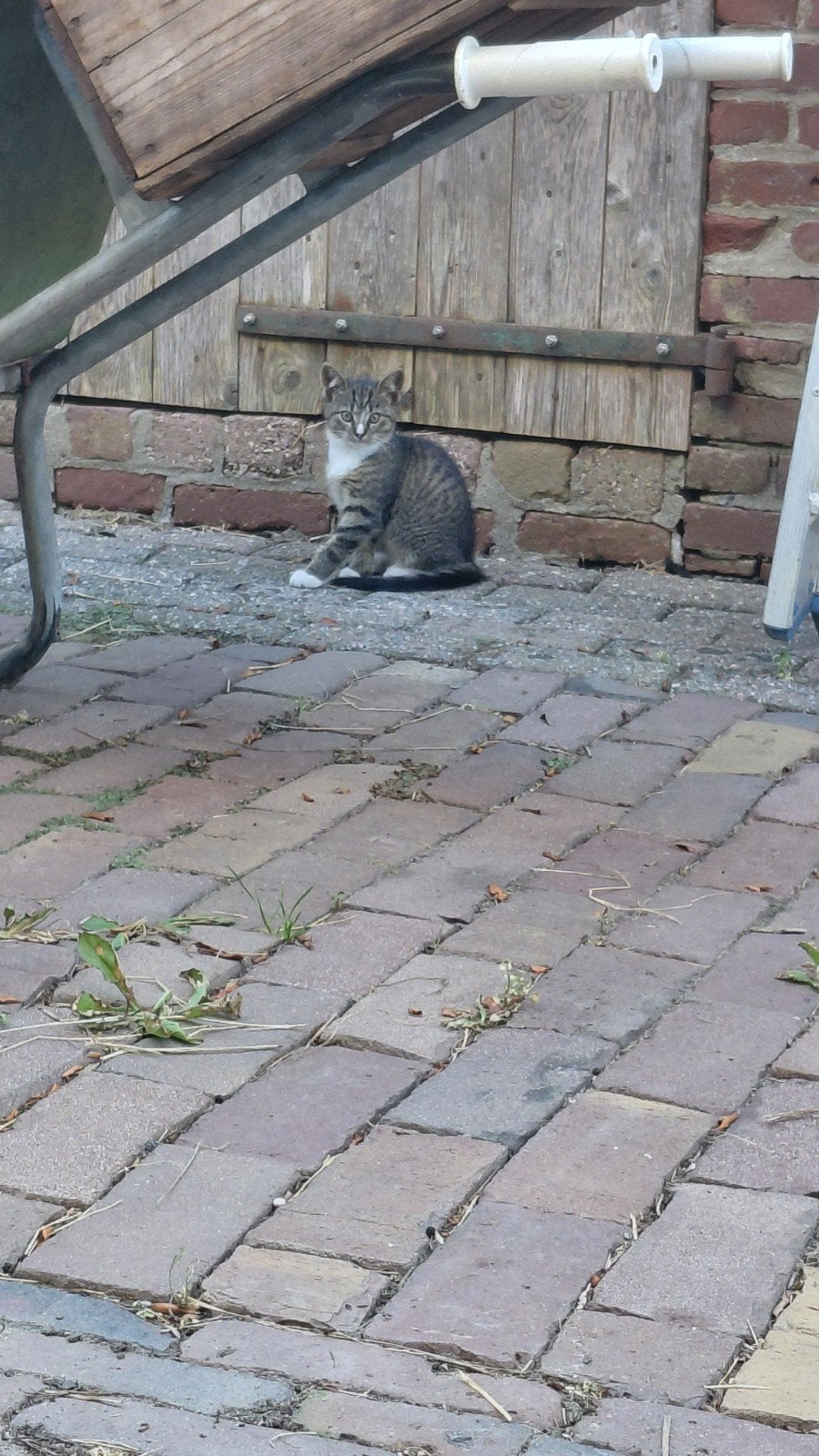 Boerderij kittens te koop, Meerdere dieren