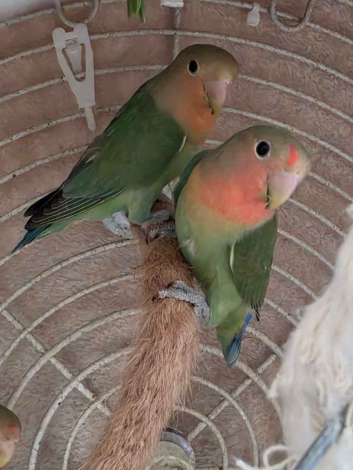 te koop 2 agapornissen, Geslacht onbekend, Dwergpapegaai of Agapornis, Geringd