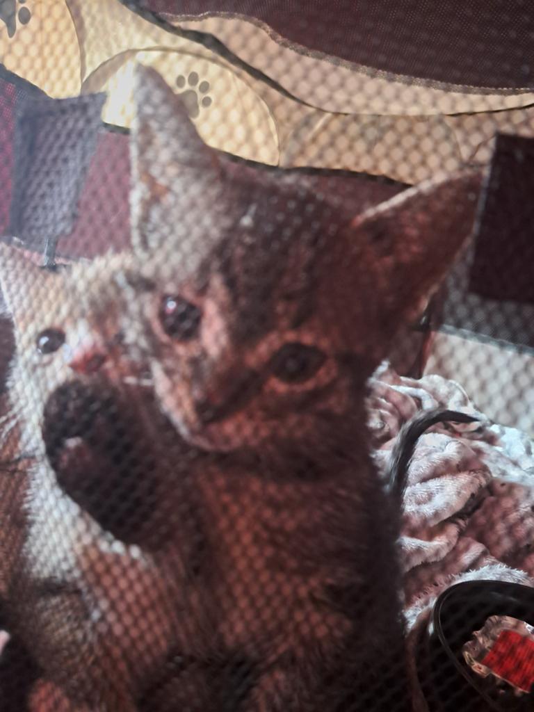 Twee schattige kleine katjes zoeken een nieuw thuis., Dieren en Toebehoren, Katten en Kittens | Overige Katten, Geslacht onbekend