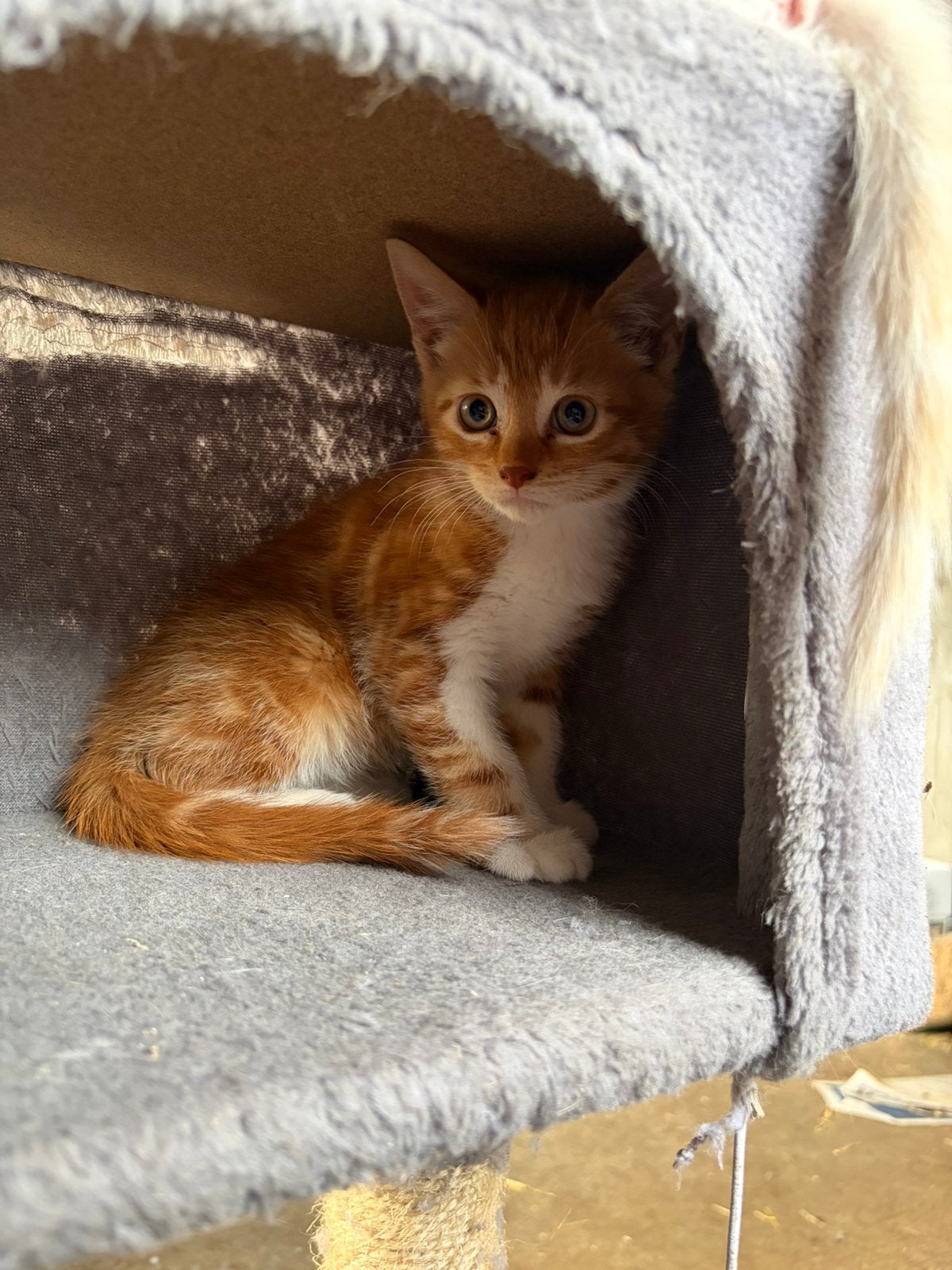 Prachtige lieve kitten te koop, Dieren en Toebehoren, Kater, Ontwormd, 0 tot 2 jaar