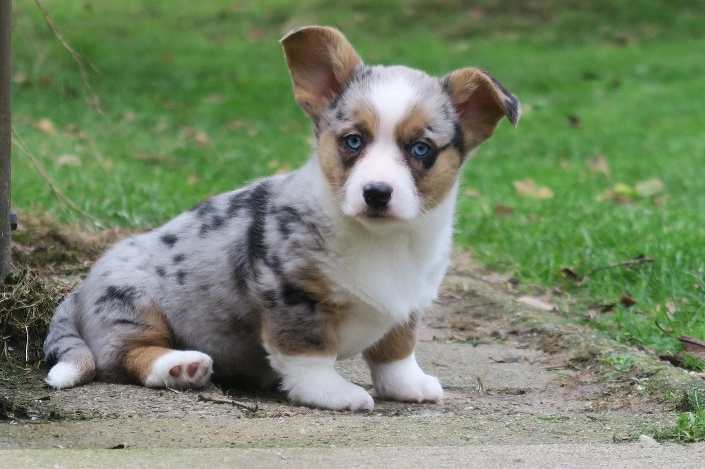 Knappe Welsh Corgi Cardigan pups, Dieren en Toebehoren, Nederland, CDV (hondenziekte), 8 tot 15 weken, Meerdere