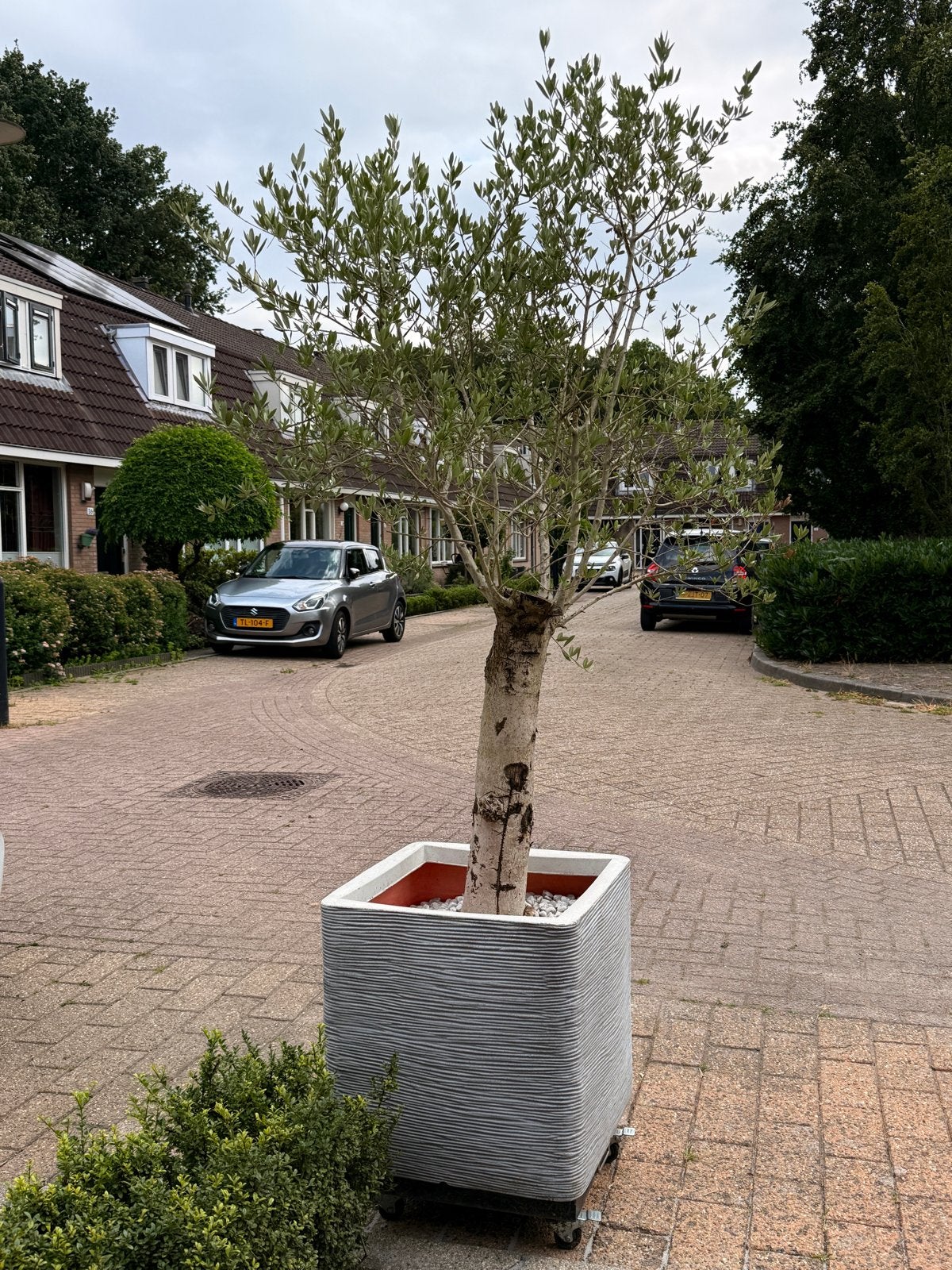 Grote Olijfboom180 cm hoog+ Capi Nature-Rib pot 50x50 cm, Tuin en Terras, Bloembakken en Plantenbakken, Ophalen, Kunststof, Minder dan 60 cm