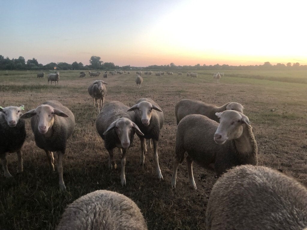 18 st. raszuiver Lacuane schapen (melkschapen), Dieren en Toebehoren, Schapen, Geiten en Varkens, Vrouwelijk, Schaap, 0 tot 2 jaar
