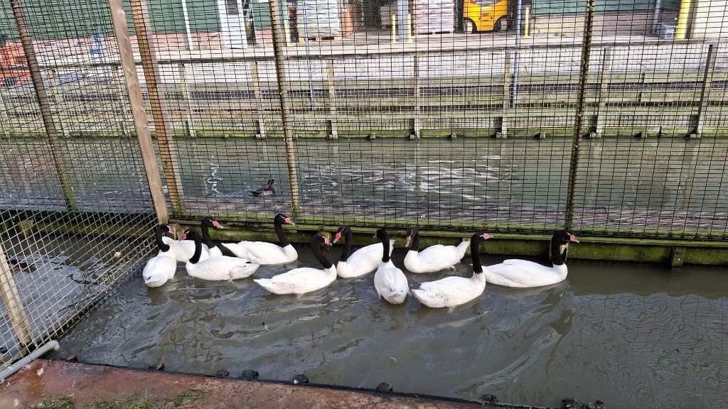 Zwarthals zwanen | Deskundig advies | Mooie zwanen, Meerdere dieren, Gans of Zwaan