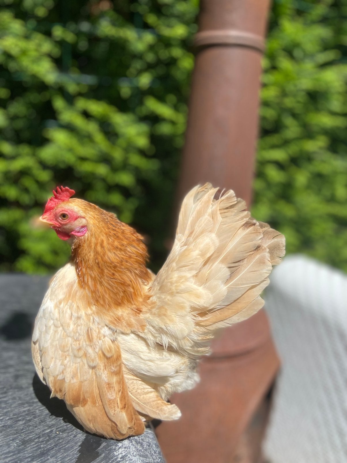 Serama hennen, jong en volwassen, Vrouwelijk, Kip