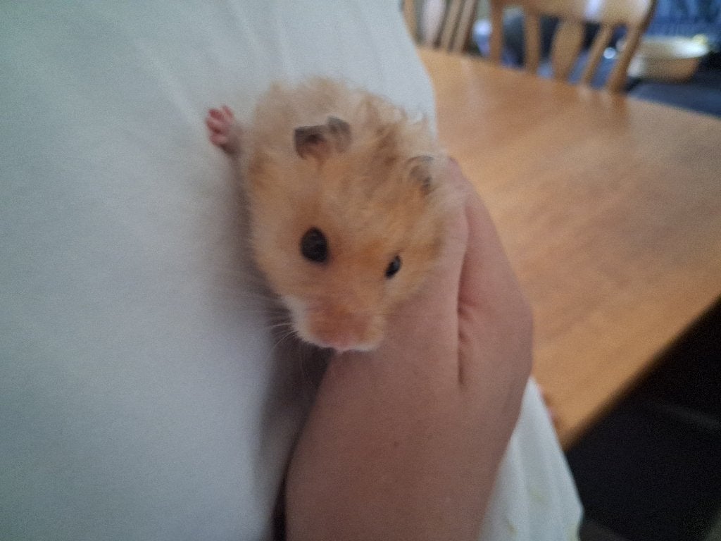 Hamster, Dieren en Toebehoren, Knaagdieren, Juni, Meerdere dieren, Hamster