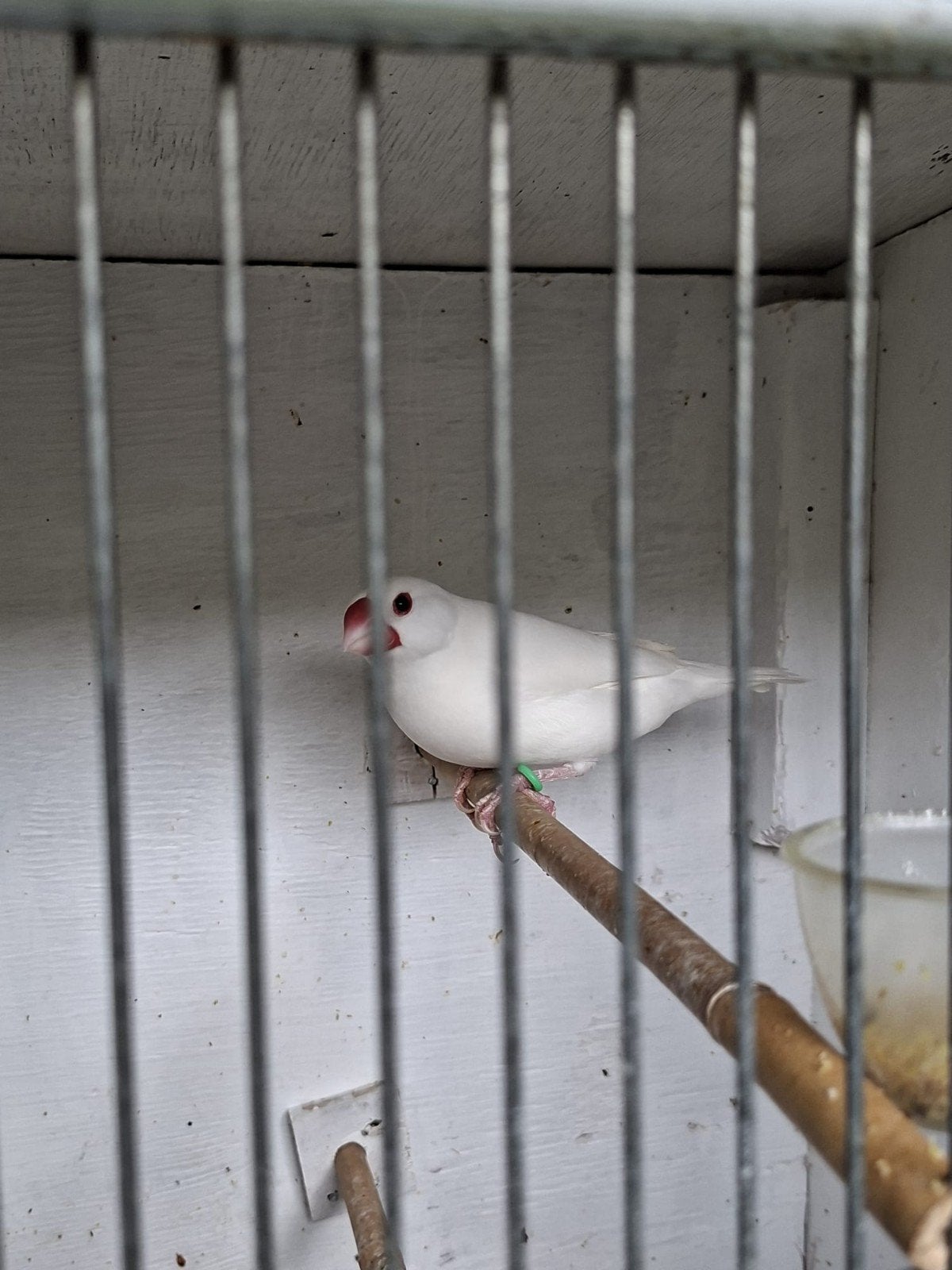 Witte mannetjes rijstvogel., Dieren en Toebehoren, Mannelijk