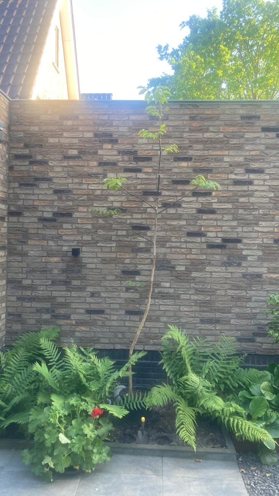 Walnoot boom in pot 280 cm, Ophalen, In pot, Volle zon, Overige soorten