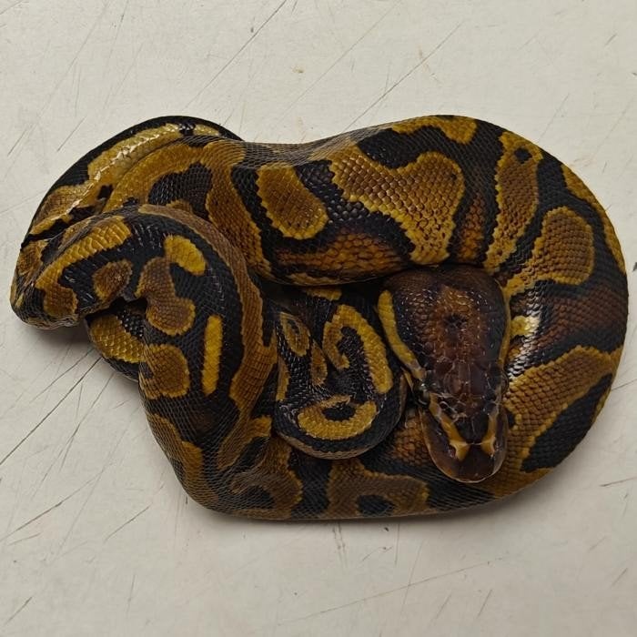 Python regius, Slang, 0 tot 2 jaar