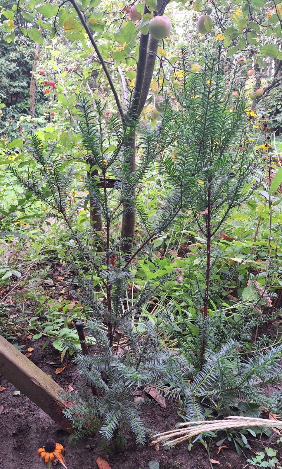 2 x mooie taxus - 1 meter hoog - samen voor €6

Ze lopen moo, Ophalen, Taxus, 100 tot 250 cm