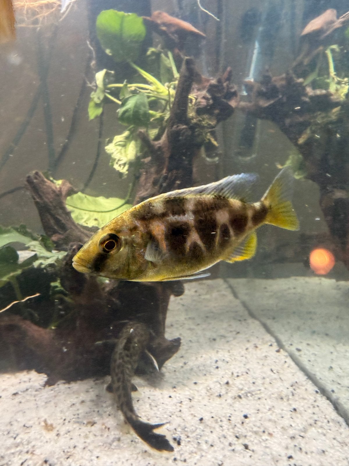 Malawi, Dieren en Toebehoren, Vissen | Aquariumvissen, Vis