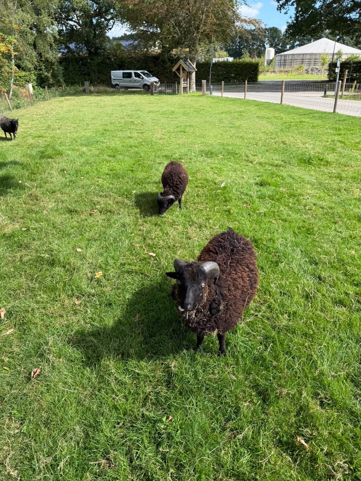 Quassant schapen, Dieren en Toebehoren, Meerdere dieren, Schaap