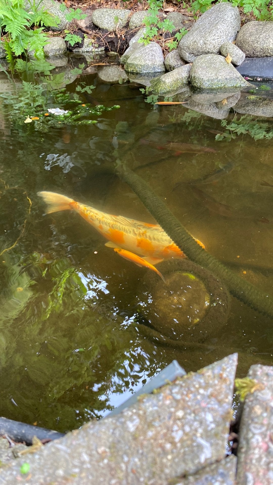 Koi karpers, Dieren en Toebehoren, Karper of Koi