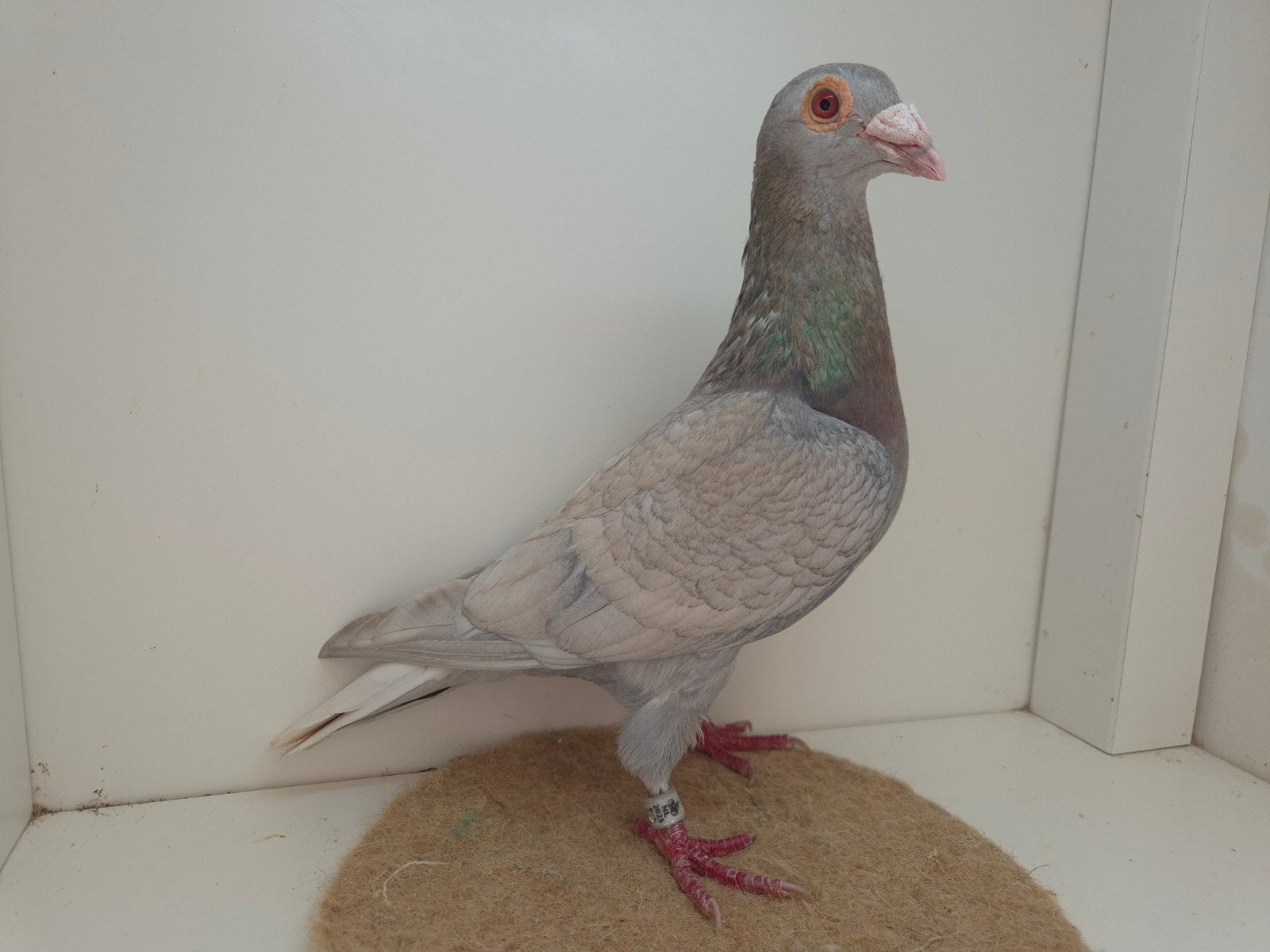 Kleurpostduif kleurpostduiven, Dieren en Toebehoren, Mannelijk, Postduif