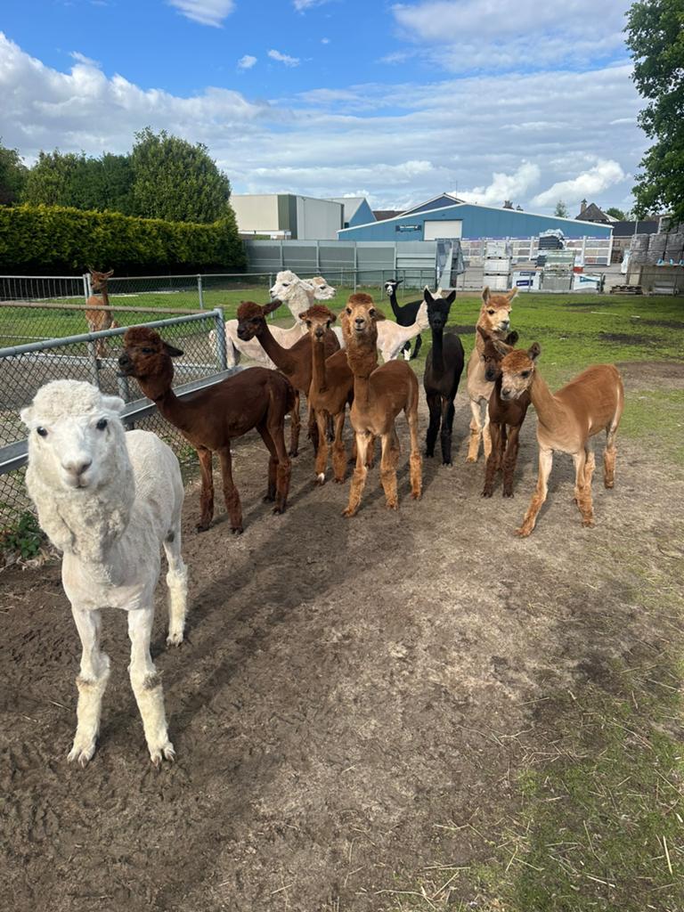 Alpaca’s te koop, veulens, jonge merrie/hengsten, Juni, Meerdere dieren
