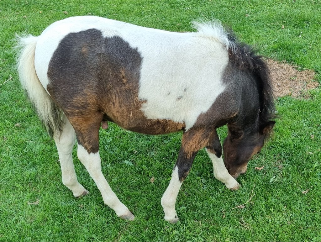TE koop NMPRS & AMHA paardjes, Dieren en Toebehoren, Pony's, Meerdere dieren, Niet van toepassing, A pony (tot 1.17m), 0 tot 2 jaar