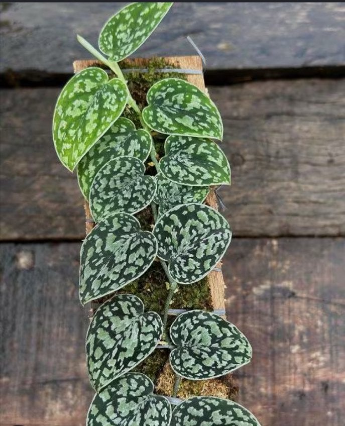 Scindapsus tricolor darkform bladstekken, Ophalen of Verzenden, Halfschaduw, Minder dan 100 cm