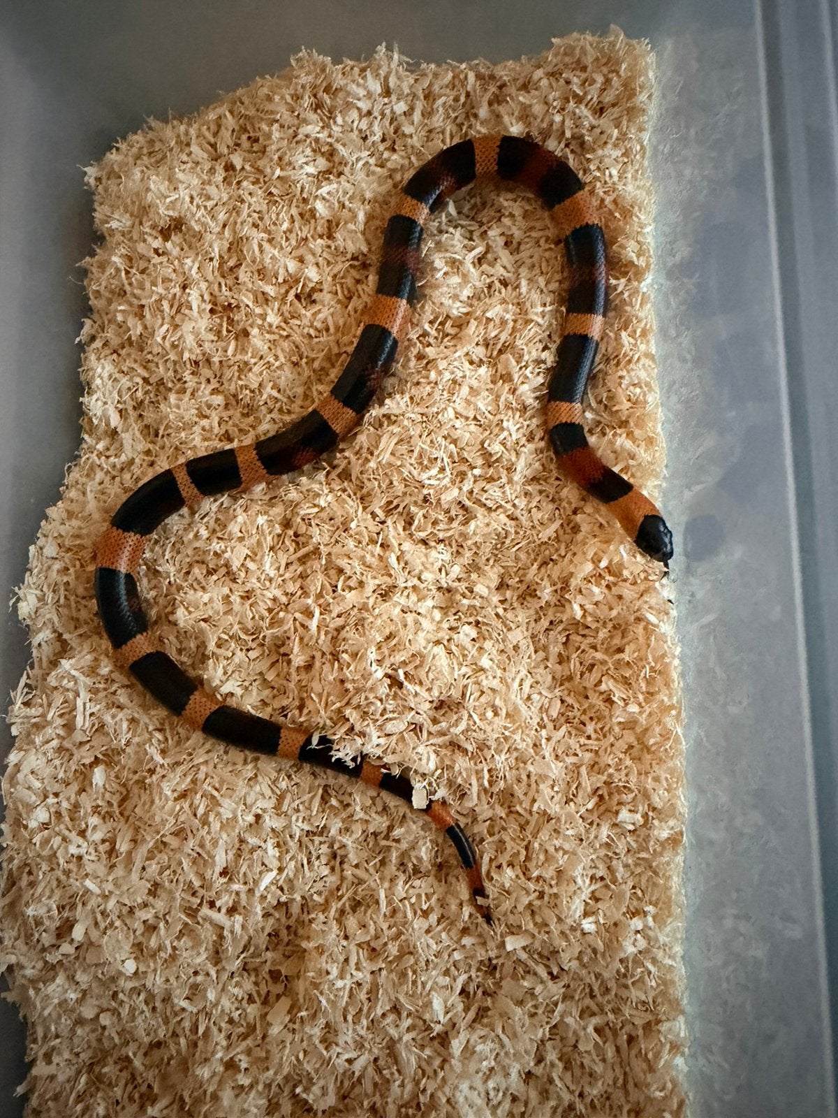 Lampropeltis campbelli “ Apricot “ Kingsnake - male for sale from Nettie