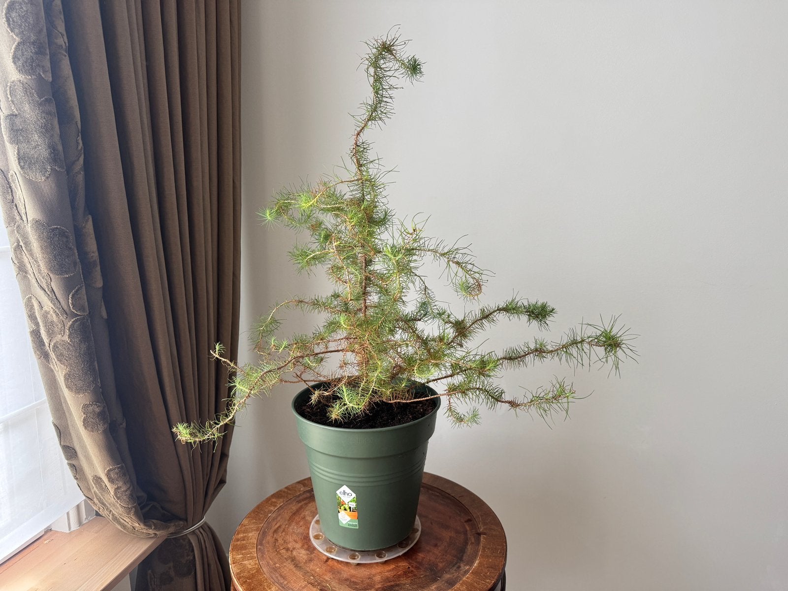 Kerstboom in pot Japanse Ceder (Cryptomeria japonica), Ophalen