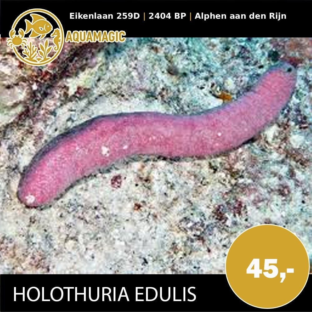 holothuria edulis, Vis, Zoutwatervis