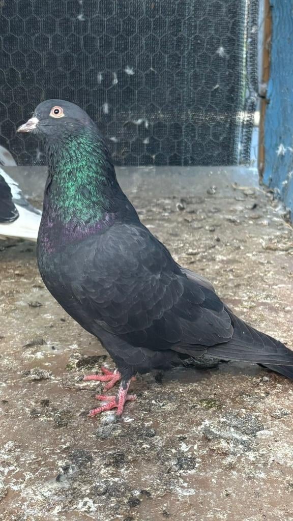 Duiven, Meerdere dieren, Tuimelaar of Roller