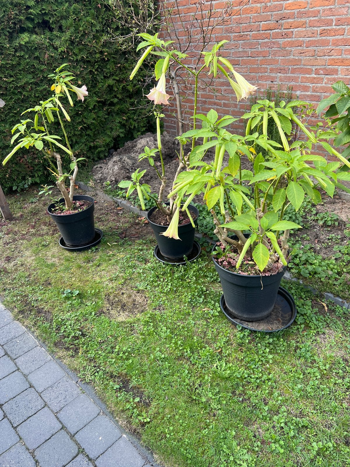 Brugmansia (Engelentrompet) planten, Vaste plant, Halfschaduw, Zomer, Ophalen