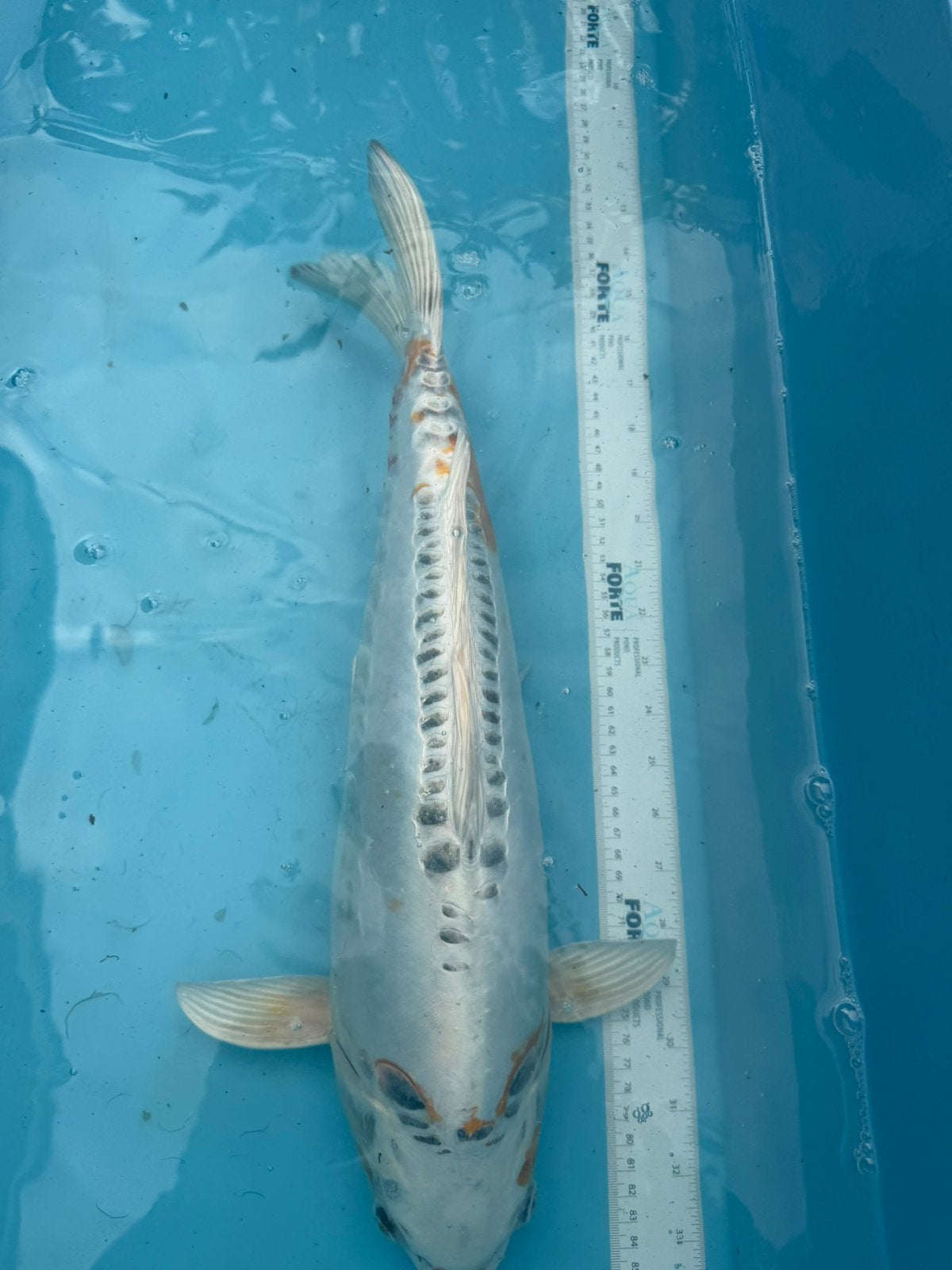 Doitsu Kujaku koi, Dieren en Toebehoren, Vissen | Vijvervissen, Karper of Koi