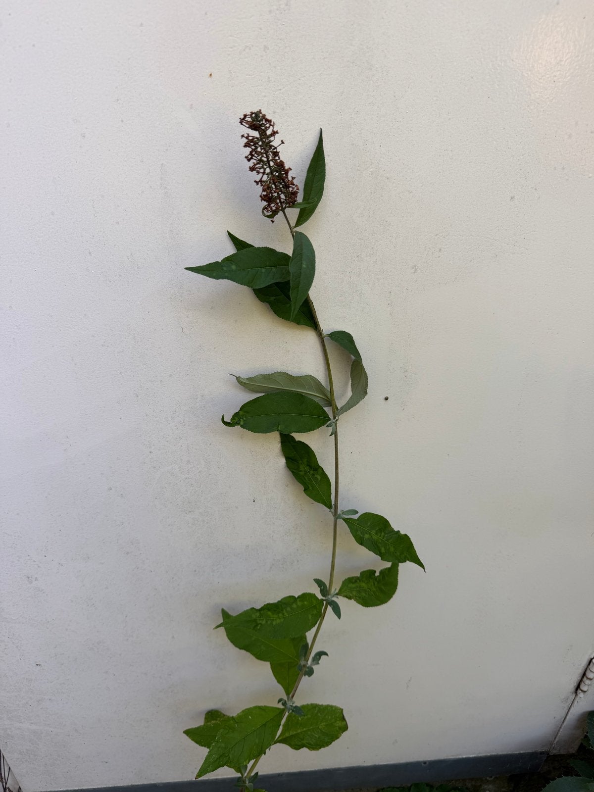 Vlinderstruik (Buddleja davidii) in pot, Volle zon, Vaste plant, Zomer, Ophalen