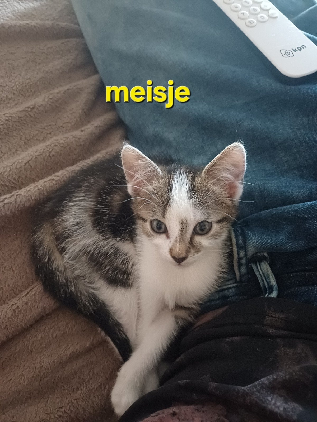 3 leuke kittens te koop