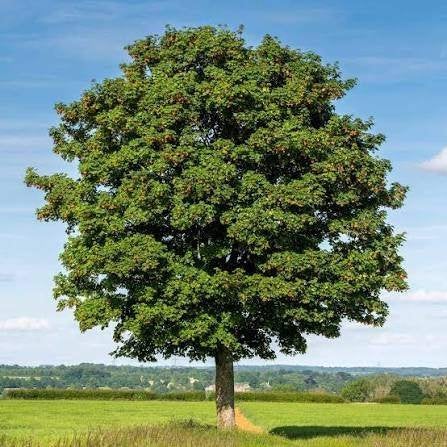 Esdoorn bomen - Gewone, Bol, Rode & Vederesdoorn | OP = OP!, Tuin en Terras, Overige soorten, Lente, 250 tot 400 cm, Ophalen