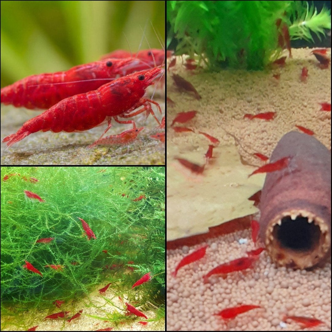 Intens rode Sakura garnalen, Dieren en Toebehoren, Kreeft, Krab of Garnaal