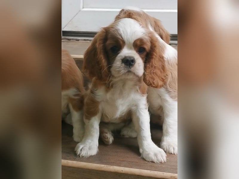 Cavalier King Charles Spaniel-puppy's met stamboom, Parvo, Particulier, Overige rassen, 8 tot 15 weken