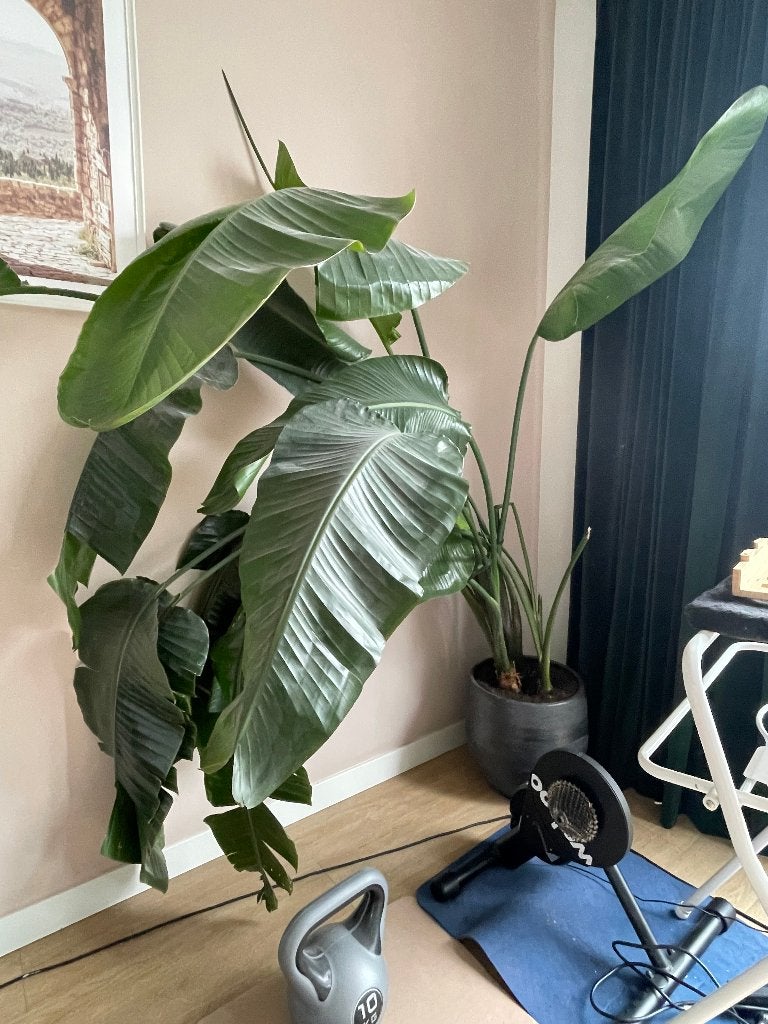 Strelitzia Nicolai XXL 2m! incl. sierpot paradijsvogelplant, Huis en Inrichting, Kamerplanten, Ophalen, 200 cm of meer, Overige soorten
