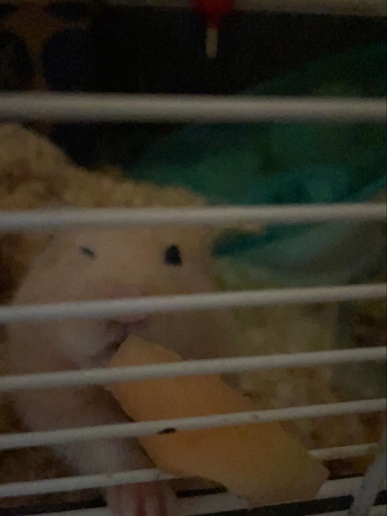 1-year-old male Golden Hamster Needs a New Home（reserved）, Hagedis, 0 tot 2 jaar