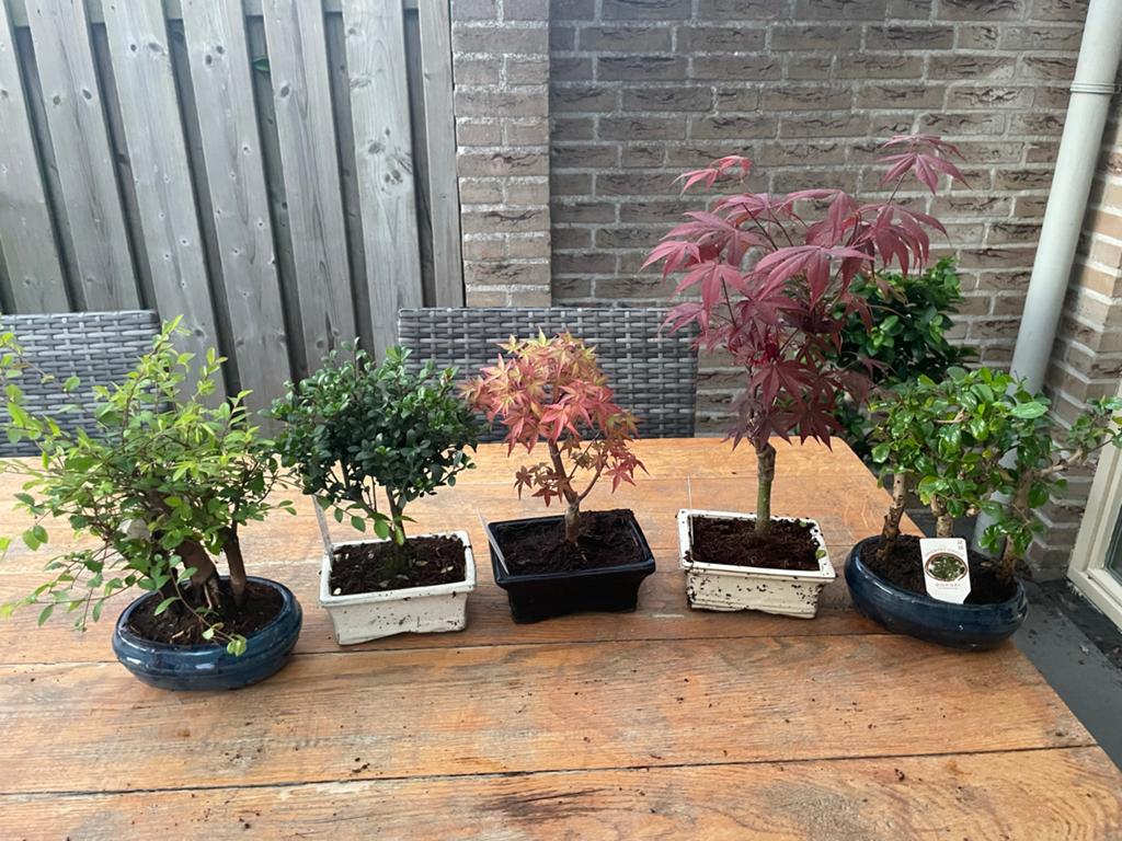 Starterspakket Bonsai nr 3 - Diverse soorten, Overige soorten, Vaste plant, Ophalen of Verzenden, Bloeit niet