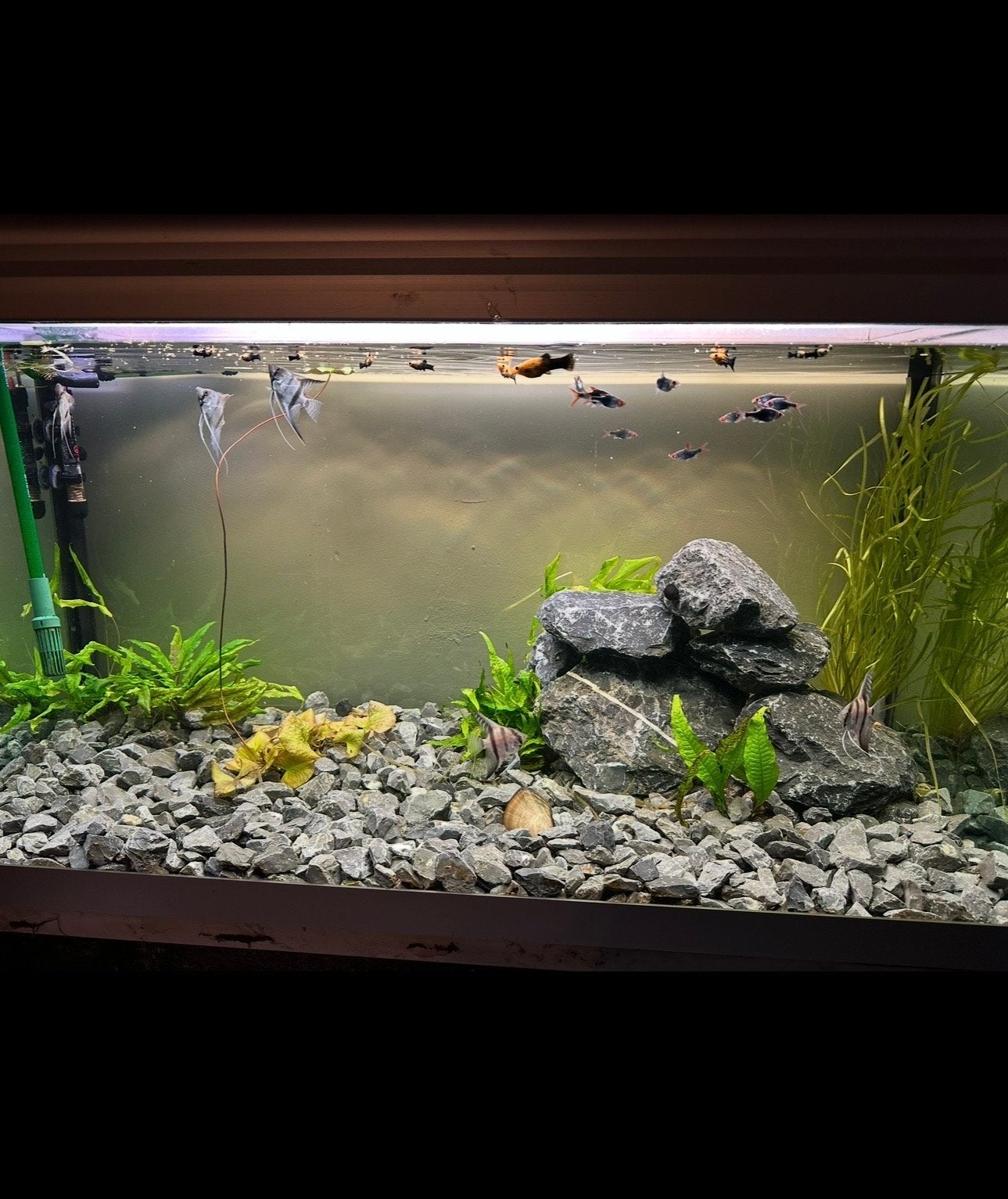 Compleet 450liter aquarium met vissen, Eheim-filter,planten, Ophalen, Gevuld zoetwateraquarium