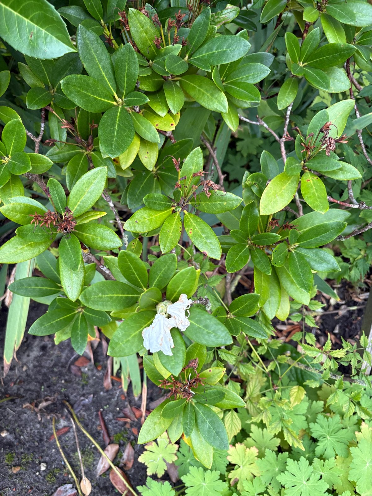 Rhododendron met groene bladeren, Tuin en Terras, Vaste plant, Halfschaduw, Lente, Ophalen