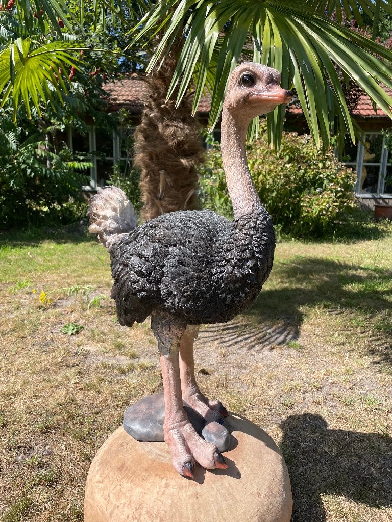 Beeld Struisvogel, gazon, tuin, vijver, dierentuin 70cm, Ophalen, Nieuw, Kunststof, Dierenbeeld
